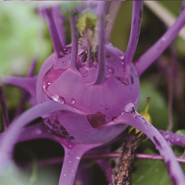 Kohlrabi, Purple Vienna 3 Grams - Image 3