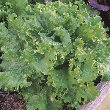 Lettuce, Black Seeded Simpson 3 Grams - Image 3