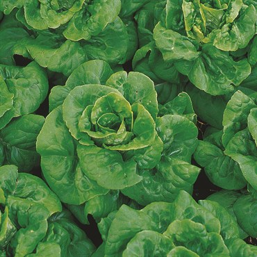 LETTUCE, BUTTERCRUNCH 3 GRAMS - Image 3