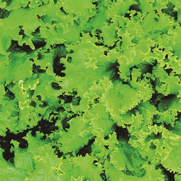 Lettuce, Grand Rapids 3 Grams - Image 3