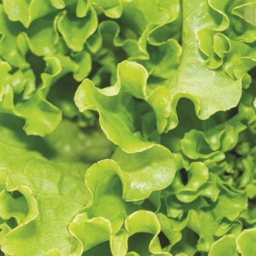 Lettuce, Green Ice 3 Grams - Image 3