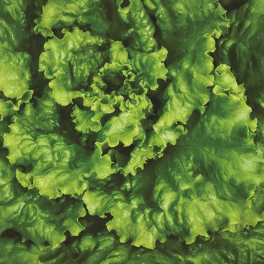 Lettuce, Hanson 3 Grams - Image 3
