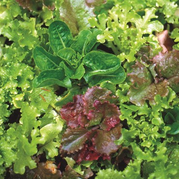 Lettuce, Mesclun Salad Mix 2 Grams - Image 3