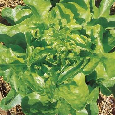 Lettuce, Oakleaf 3 Grams - Image 3