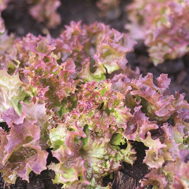 Lettuce, Red Sails 2 Grams - Image 3