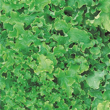 Lettuce, Salad Bowl 3 Grams - Image 3