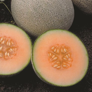 Cantaloupe, Ambrosia Hybrid 180mg - Image 3