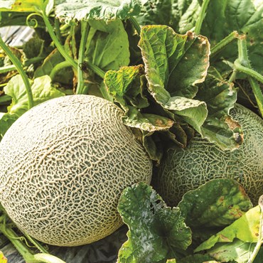 melon 12＋ Melon, Oregon Delicious (Organic) - Adaptive Seeds