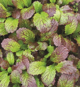 Microgreens, Red Giant Mustard 4 Grams - Image 3