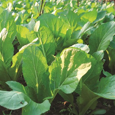 Mustard, Florida Broadleaf 4 Grams - Image 3