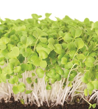 Microgreens, Mizuna 4 Gram - Image 3