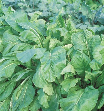 Mustard Spinach, Tendergreen 4 Grams - Image 3