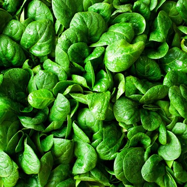 Spinach, Baby Tribute ( Microgreen ) 2 Grams - Image 3