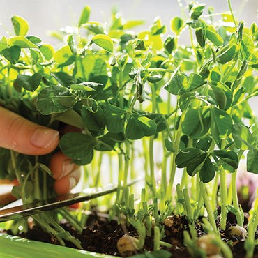 Microgreens, Baby Tribute Spinach 2 Grams - Image 3