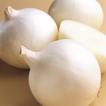 Onion, White Sweet Spanish 2 Grams - Image 3