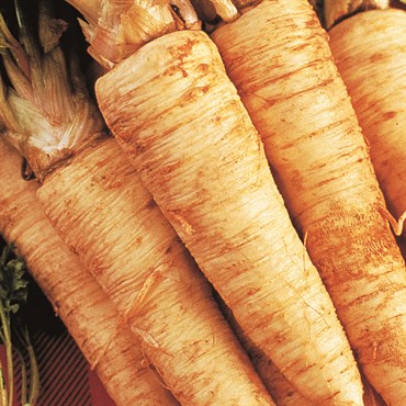 Parsnips, Hollow Crown 2 Grams - Image 3