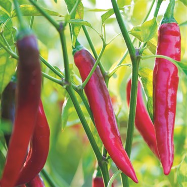 Peppers, Super Chili Hybrid 75mg - Image 3