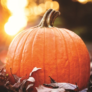 Pumpkin, Connecticut Field 4 Grams - Image 3