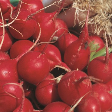 Radish, Champion 4 Grams - Image 3
