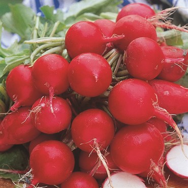 Radish, Cherry Belle 4 Grams - Image 3