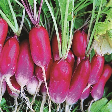 Radish, French Breakfast 4 Grams - Image 3