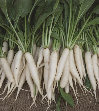 Radish, Long White Icicle 4 Grams - Image 3