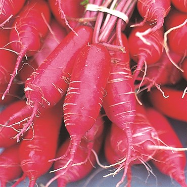 Radish, China Rose Winter 4 Grams - Image 3