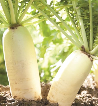 Radish, Daikon 4 Grams - Image 3