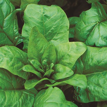 Spinach, Bloomsdale Long Standing 4 Grams - Image 3