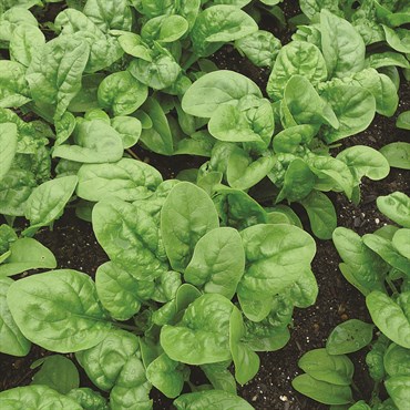 Spinach, Early Hybrid #7 4 Grams - Image 3