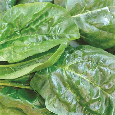 Spinach, Viroflay 4 Grams - Image 3