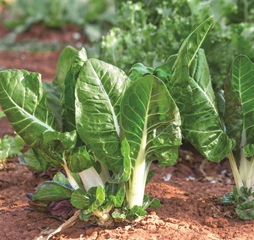 Swiss Chard, Lucullus 3.5 Grams - Image 3
