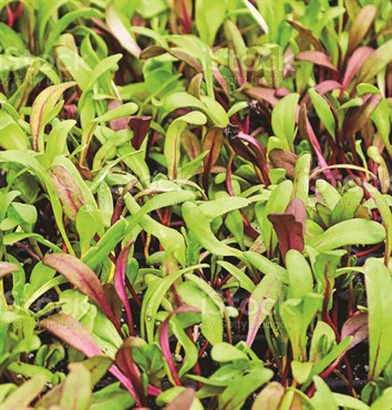 Microgreens, Ruby Red Swiss Chard 3.5 Grams - Image 3