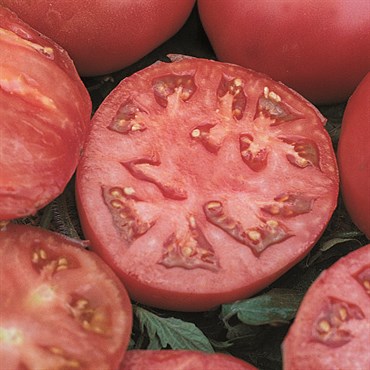 Tomato, Big Boy 75mg - Image 3