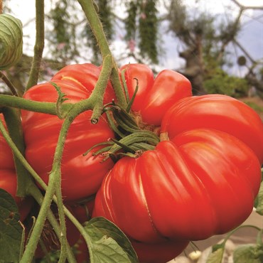 Tomato, Beefmaster 75mg - Image 3