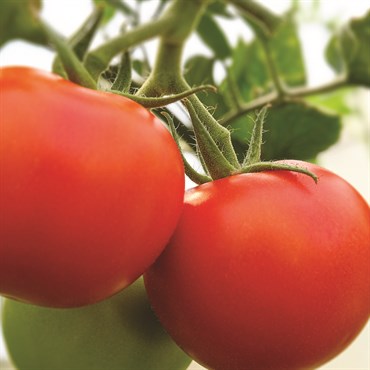 Tomato, Early Girl 75mg - Image 3