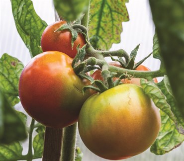 Tomato, Super Sioux 200mg - Image 3
