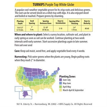 Turnips, Purple Top White Globe 4 Grams - Image 2