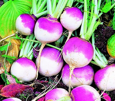 Turnips, Purple Top White Globe 4 Grams - Image 3