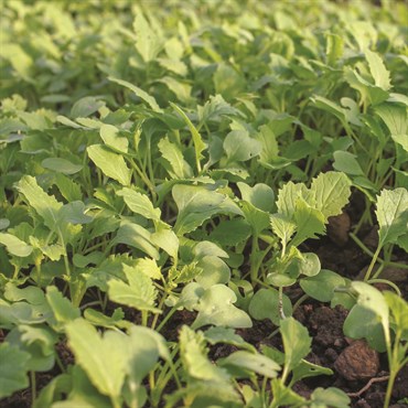 Turnips, Seven Top 4 Grams - Image 3