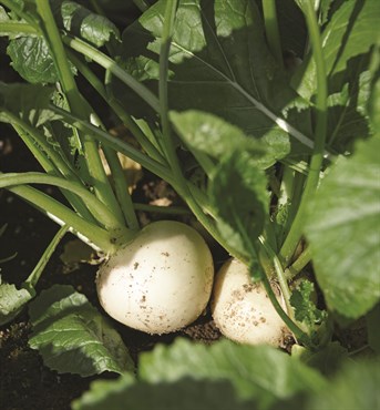 Turnips, White Lady 500mg - Image 3
