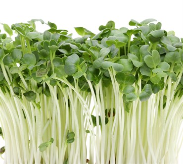 Microgreens, White Lady Turnip 500mg - Image 3