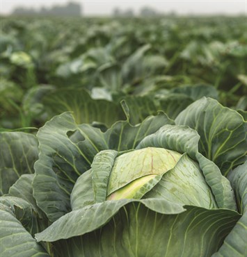 Cabbage, Organic Golden Acre 2 Grams - Image 3