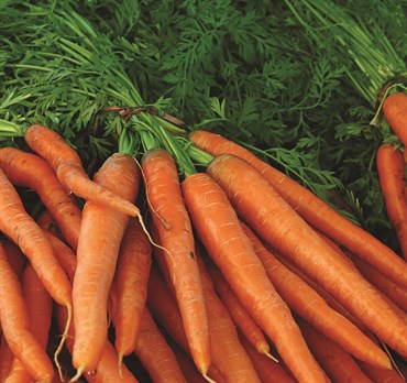 Carrots, Organic Danver 2 Grams - Image 3