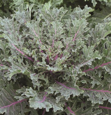 Kale, Organic Red Russian 3 Grams - Image 3