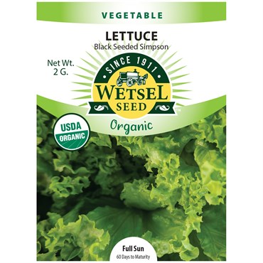 Lettuce, Organic Black Seeded Simpson 2 Grams
