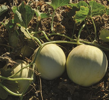 Cantaloupe, Organic Honeydew Green Fleshed 2 Grams - Image 3