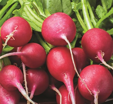 Radish, Organic Cherry Belle 3 Grams - Image 3