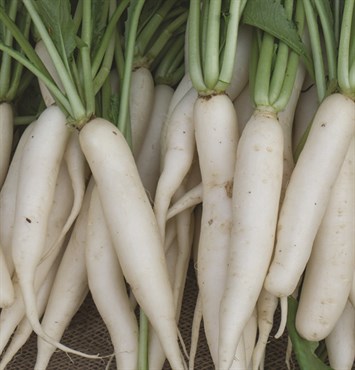 Radish, Organic White Icicle 3 Grams - Image 3