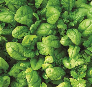 Spinach, Organic Bloomsdale 2 Grams - Image 3